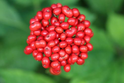 人參果不是人參的果實，別再傻傻分不清楚啦！