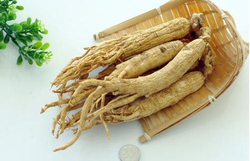 園參、林下山參與西洋參的共同點